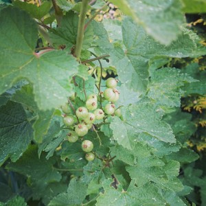 currant